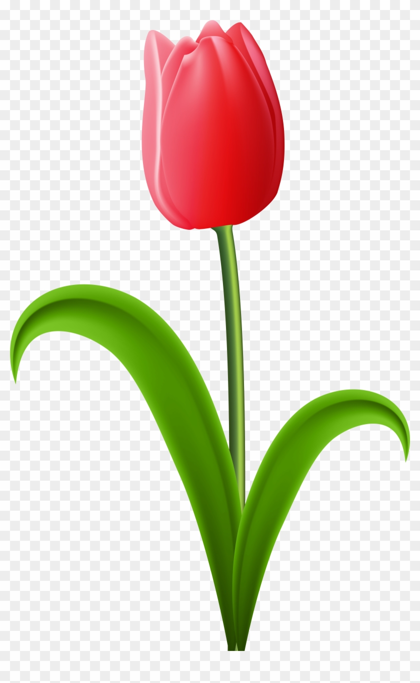 Red Tulip Transparent Png Clip Art Image - Tulip Clipart Transparent ...
