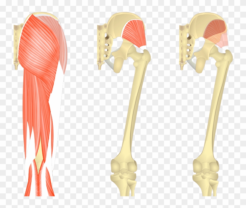 Glute Med Anatomy