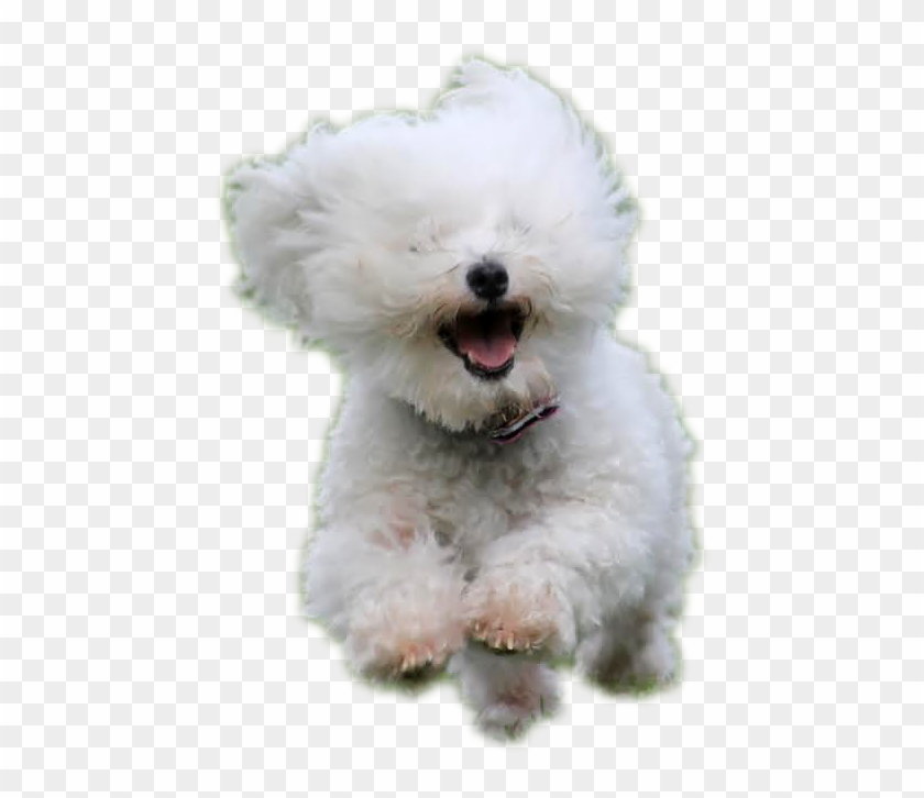 Tidewater hot sale bichon rescue