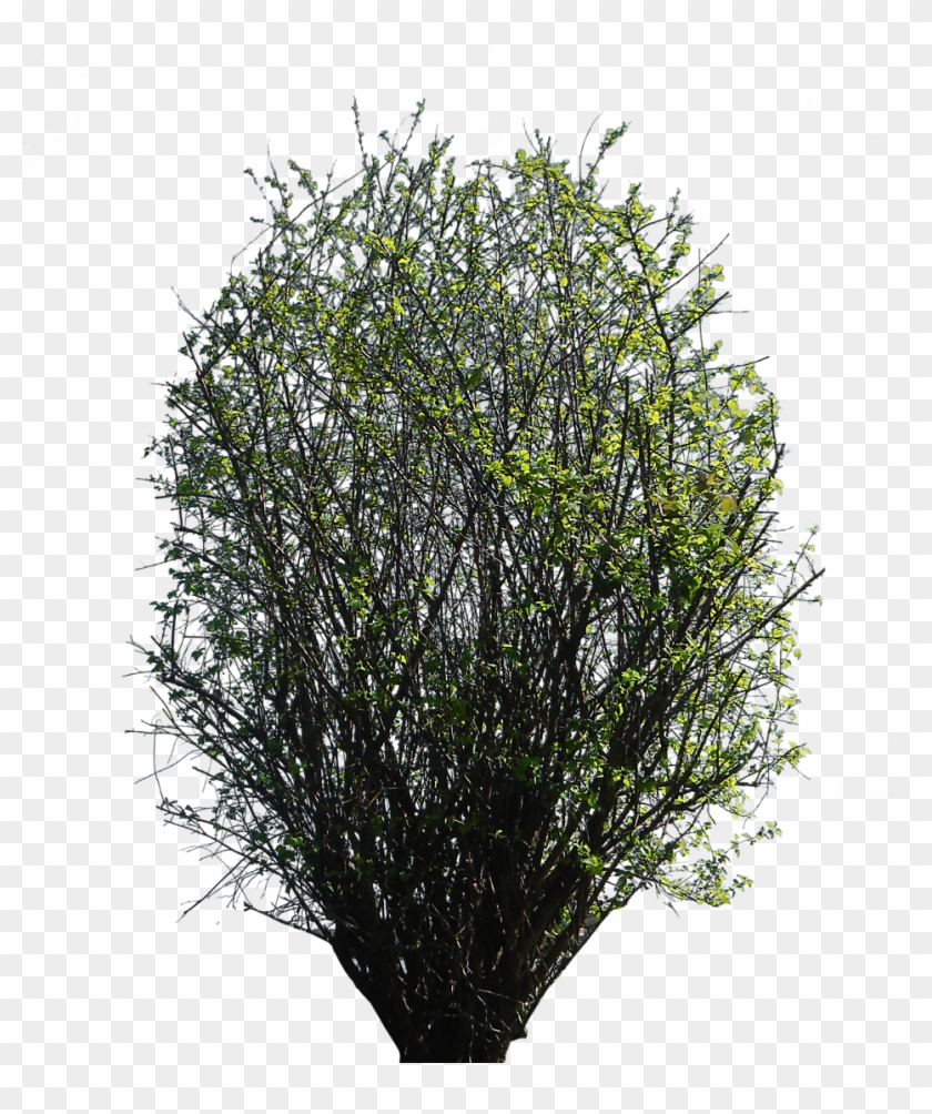 Photoshop Trees Shrubs - Pond Pine, HD Png Download - 957x1099(#356337