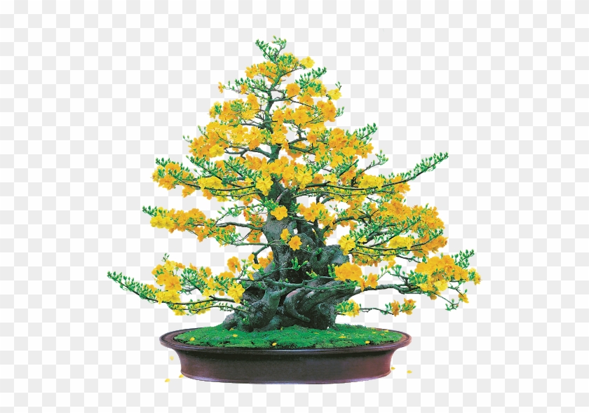 Hoa Mai Png - Ochna Tree Png, Transparent Png - 577x577(#3529372) - PngFind
