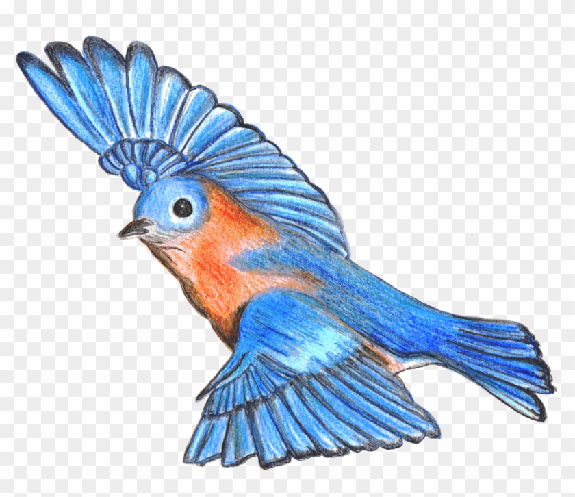How To Draw A Bluebird, Step By Step, Drawing Guide, - Bluebird Drawing