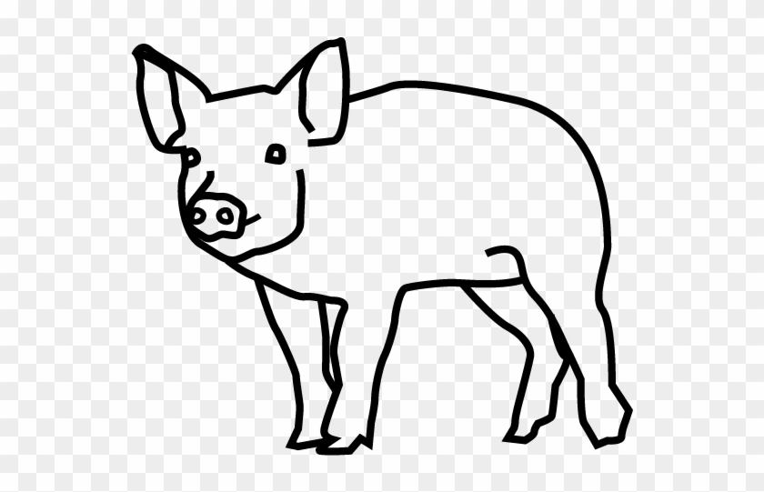 Pig - Domestic Pig, HD Png Download - 709x709(#3559166) - PngFind