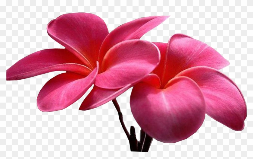 Sweet Picture Of Flower , Png Download - Flowers, Transparent Png