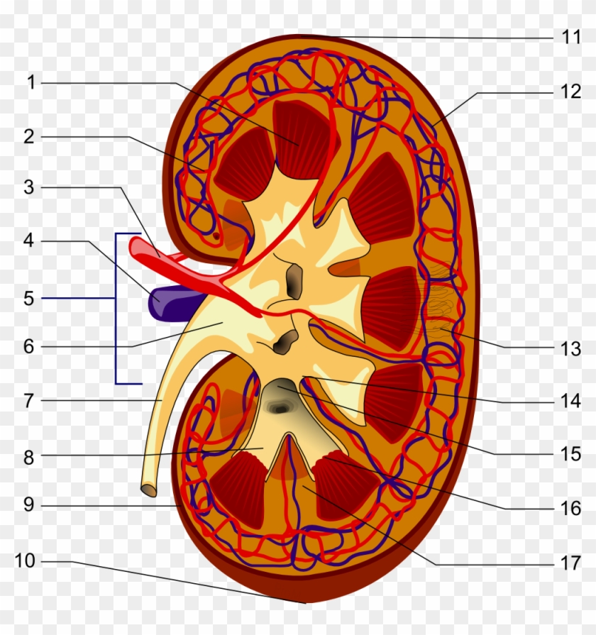 Illustration Of The Kidney Structures, HD Png Download - 1000x1018