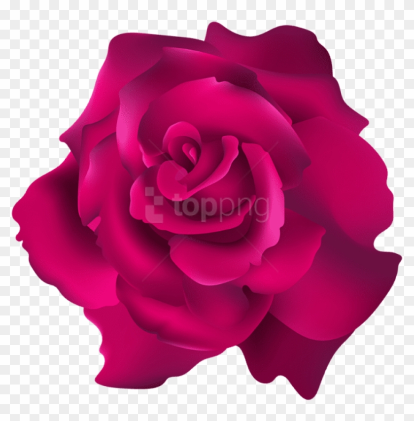 pink tea rose clipart with transparent