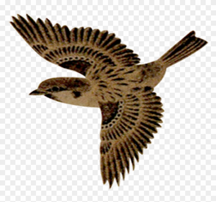 Flying Sparrow Png No Background - Sparrow Bird Fly Png, Transparent Png -  960x768(#3589590) - PngFind