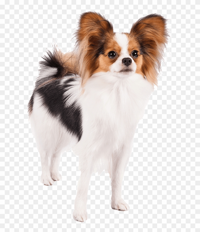 Well Animal Vet Clipart Papillon Dog Transparent Background Hd Png Download 617x6 Pngfind