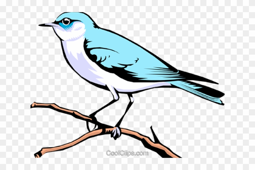 mountain bluebird hd