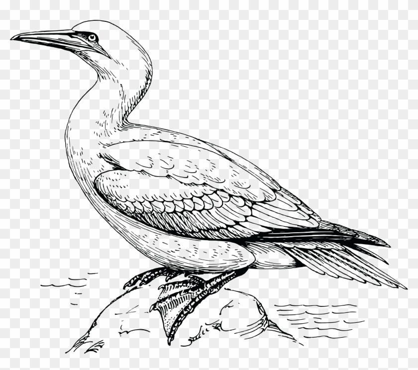 free-clipart-of-a-gannet-bird-cocrico-colouring-page-trinidad-hd-png