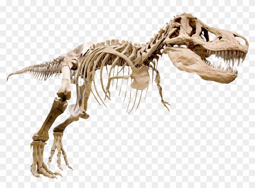 bone t rex