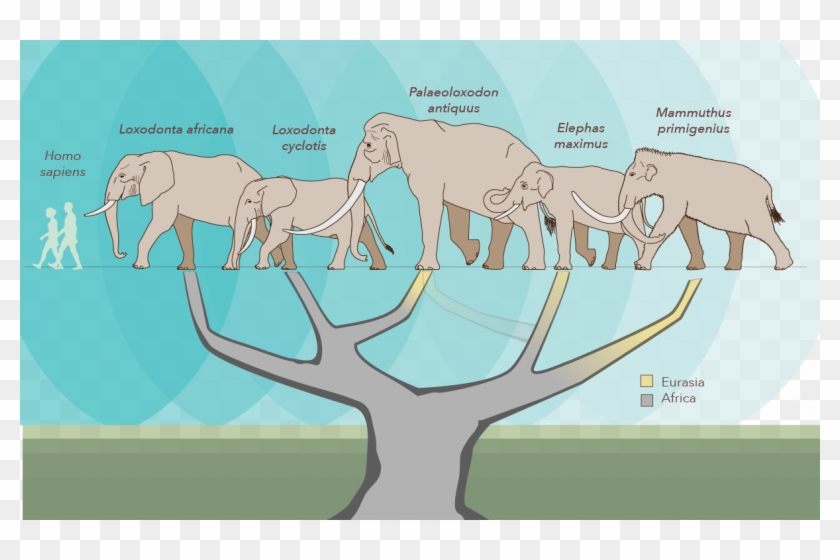 A New Study Reconfigures The Elephant Family Tree, - African Elephants