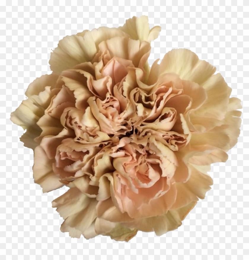 Terracotta Carmel Antique Carnation Carnation Caramel, - Carnation, HD Png ...