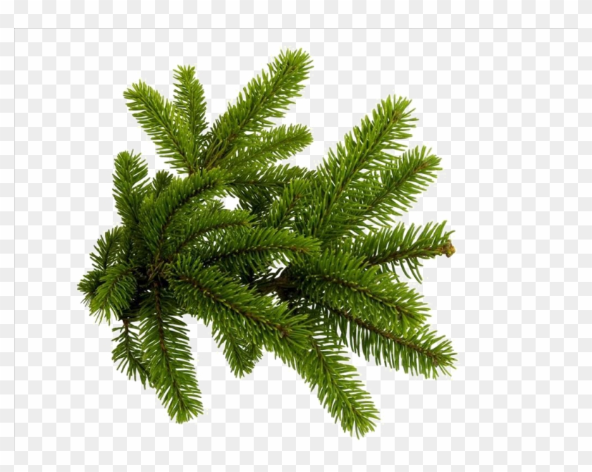 Clip Art Of A Spruce Tree ~ PNG-clipart