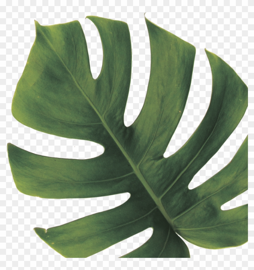 Monstera Deliciosa, HD Png Download - 1147x1162(#3737017) - PngFind