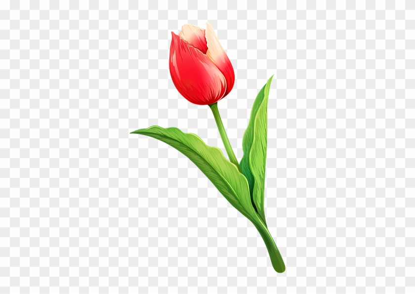 Tulip Flower Natural Spring Nature Bouquet White - Tulipano Png ...