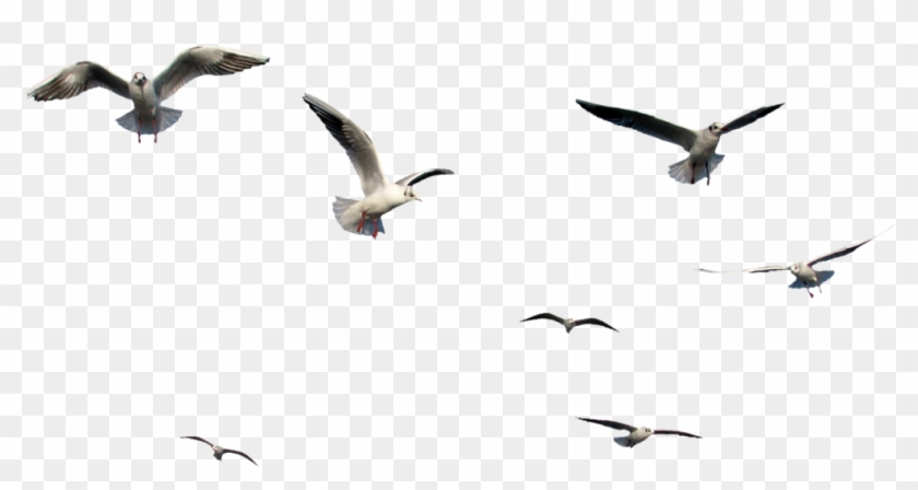 Birds Flying Png Bird Png Images Vectors And Psd Files - Transparent