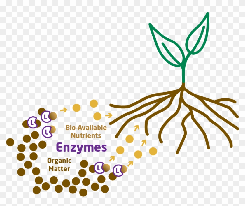 Lipase Enzyme Its Primary Function Is To Break Down Hd Png Download 11x775 Pngfind