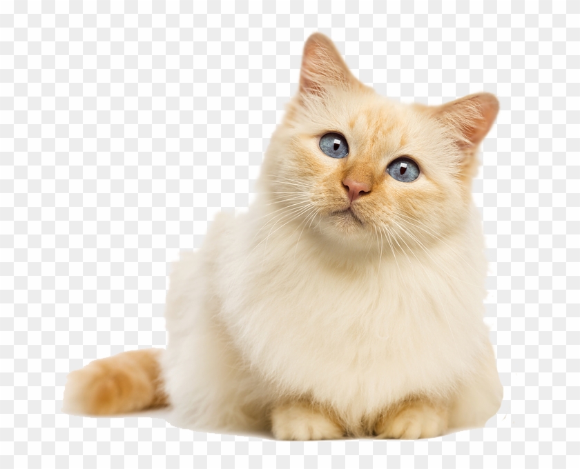 Cute Cat PNG Images With Transparent Background
