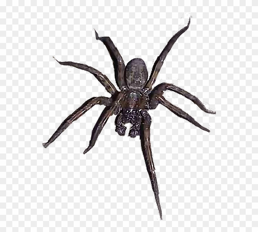 Wolf Spider transparent background PNG cliparts free download