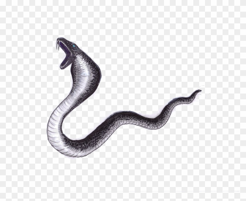 Black Png File Mart Black Mamba Snake Png Transparent Png 900x695 396404 Pngfind