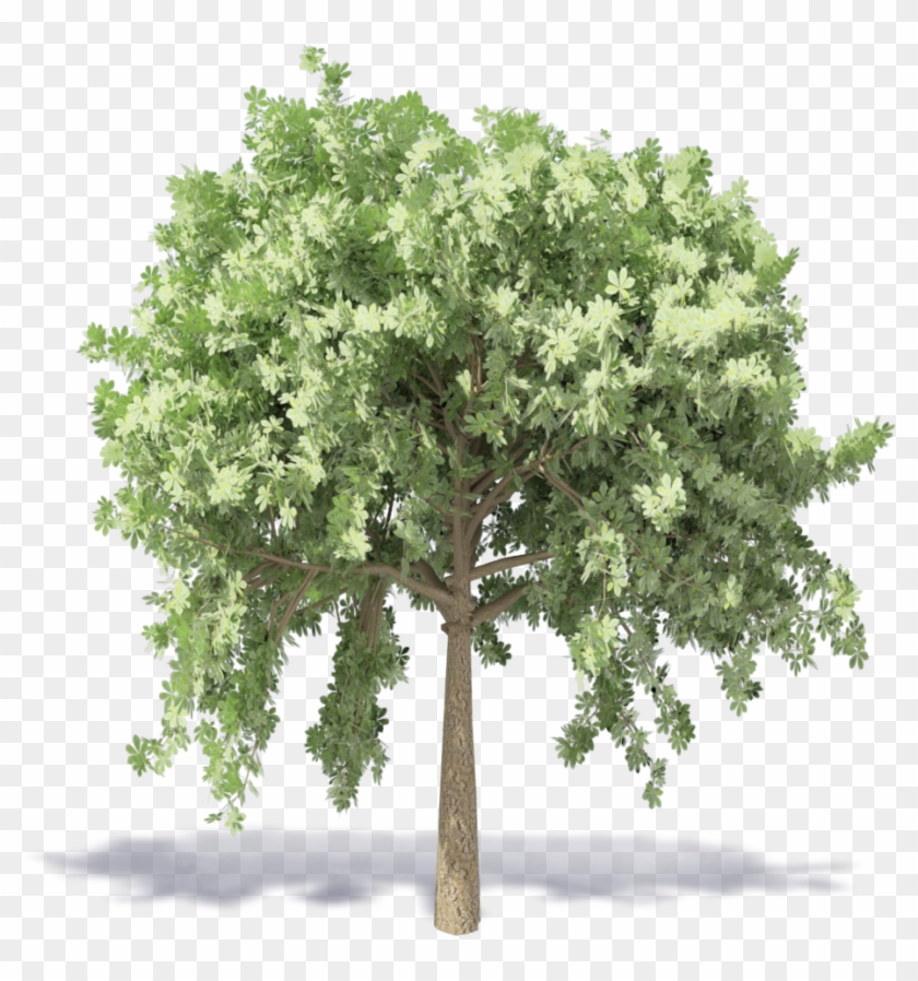 Chestnut Tree - Pond Pine, HD Png Download - 1000x1000(#3925571) - PngFind