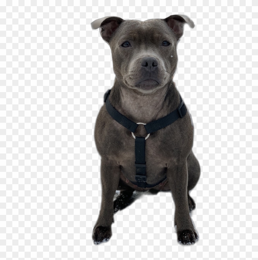 Staffordshire Bull Terrier, HD Png Download - 480x767(#3941492) - PngFind