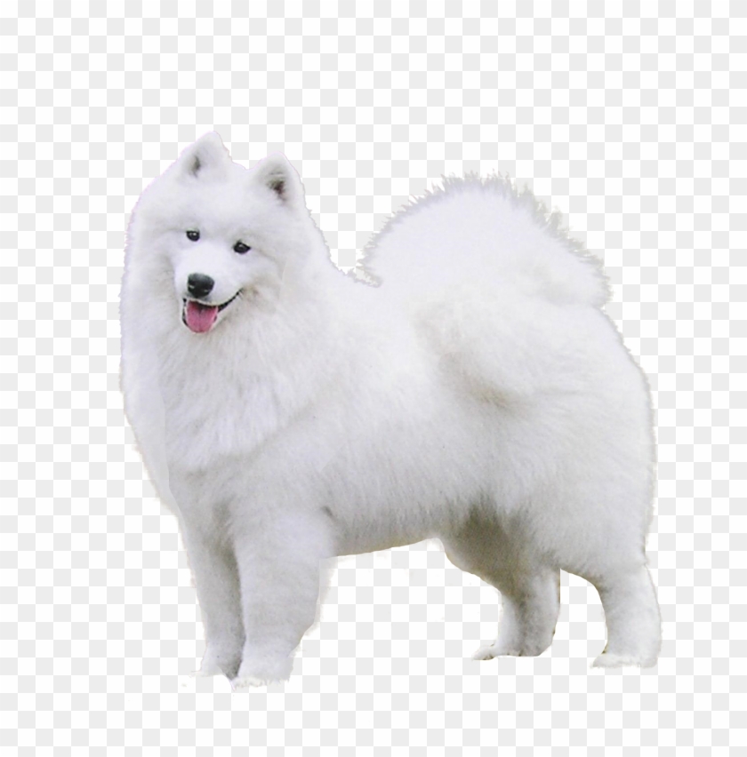 Samoyed Png Japanese Spitz Transparent Png 1450x1440 Pngfind