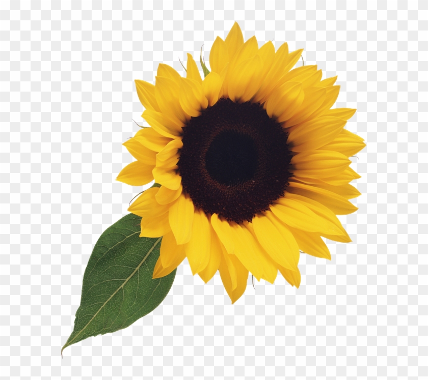 Free Free 174 Realistic High Resolution Sunflower Svg SVG PNG EPS DXF File