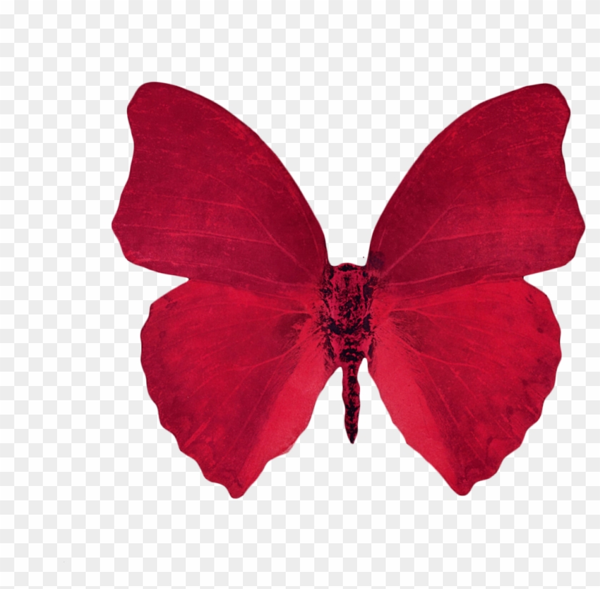 Featured image of post Butterfly Aesthetic Wallpaper Red - #butterfly #aesthetic #blue #freetoedit #remixit.