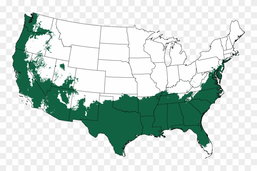 Where Do Palm Trees Grow In The Us