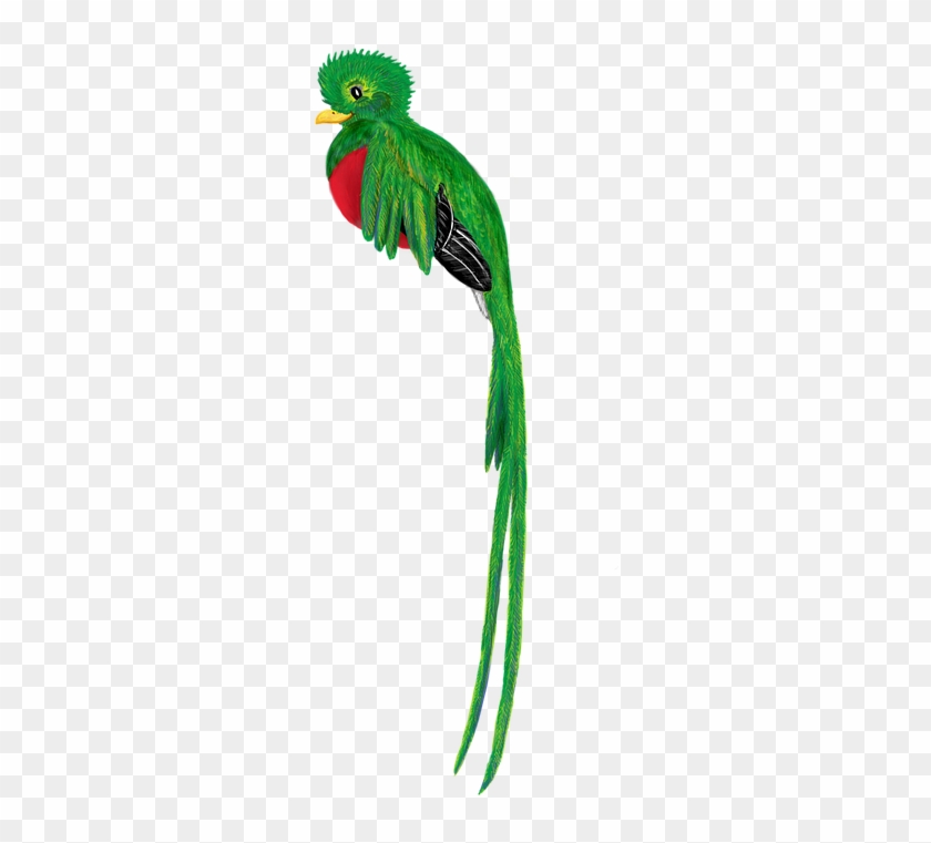 Quetzal Bird Animal Cute Drawing Tropical Forest El Quetzal De