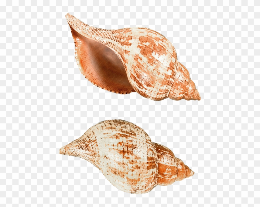 0 Coquillage Png Transparent Png 572x600 Pngfind