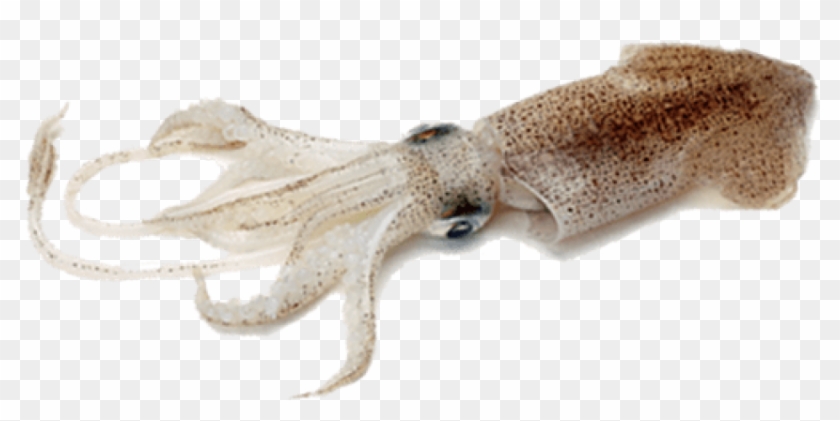 Free Png Download Squid Png Images Background Png Images - Cuttlefish