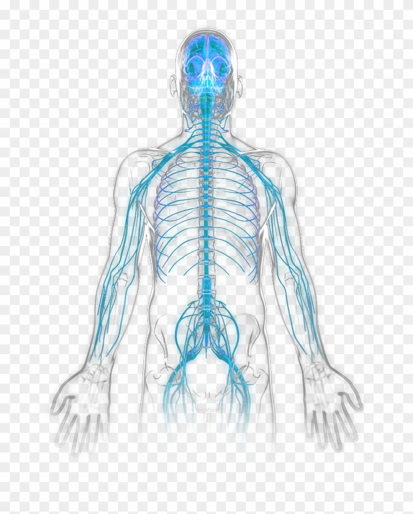 nervous system diagram unlabeled