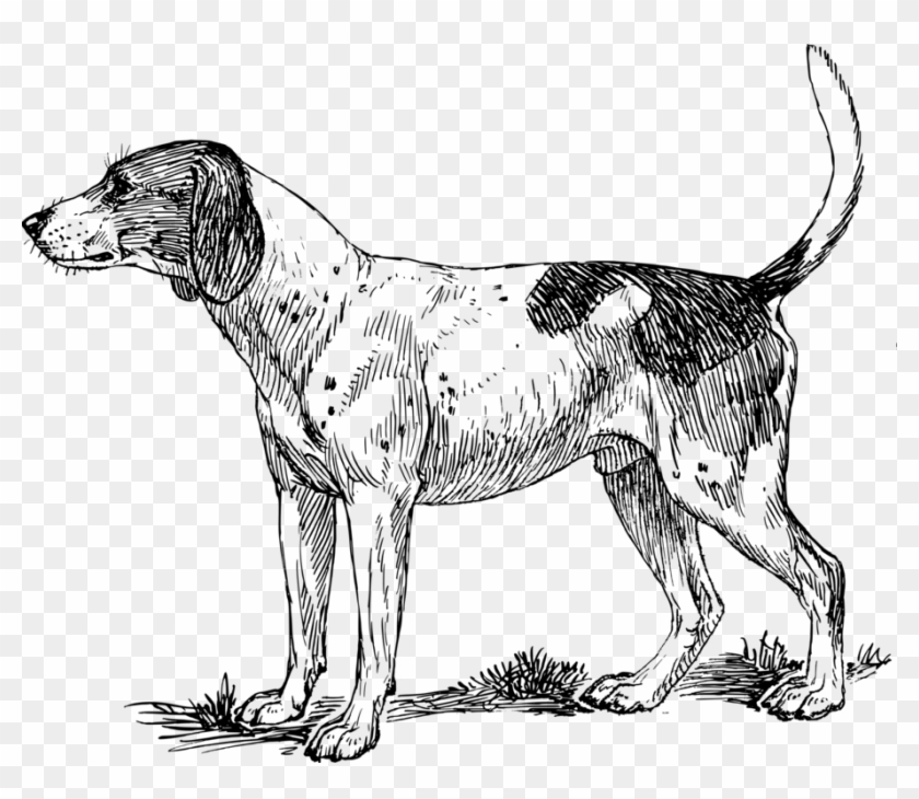 bloodhound dog clipart transparent