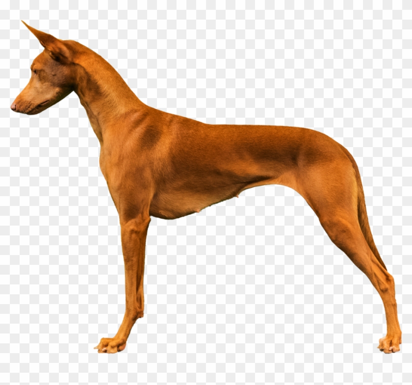 what are the 14 ancient dog breeds