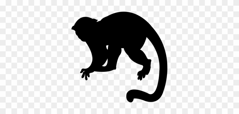 Download Monkey Silhouette Png Capuchin Monkey Silhouette Png Transparent Png 1000x600 4210783 Pngfind