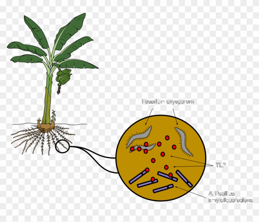 plant spore diagram