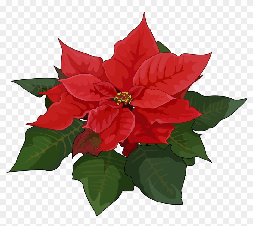 Pascuas Navideñas Png - Poinsettia, Transparent Png - 3508x2480 ...