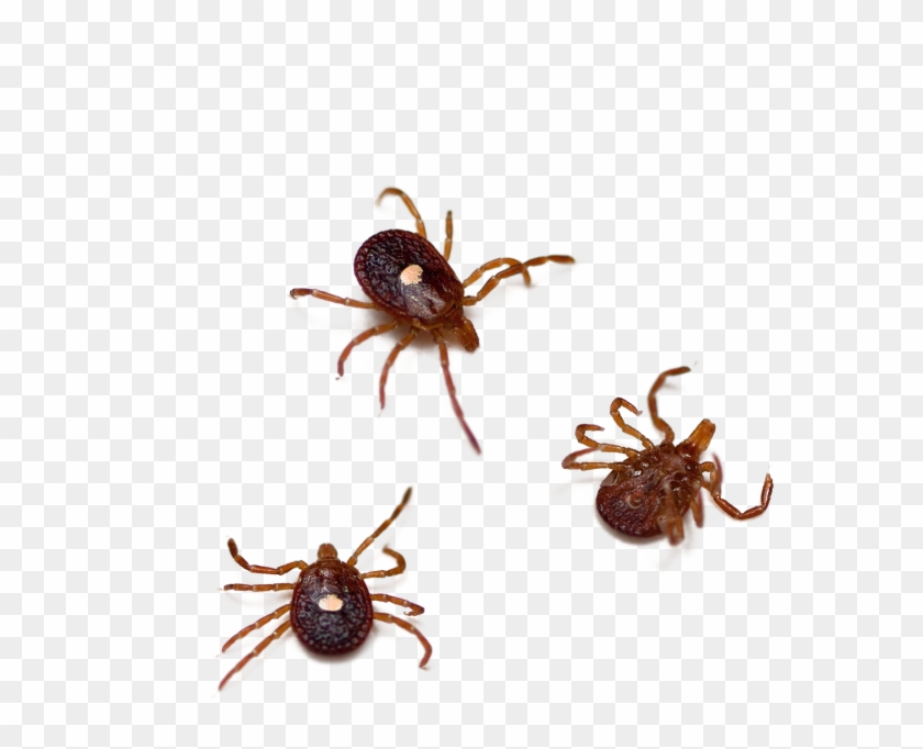 Ticks In Virginia, HD Png Download 1800x1605(4264279) PngFind