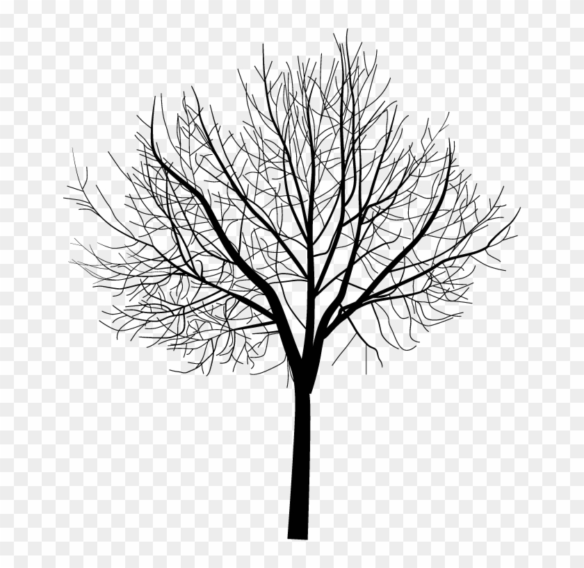 arbre hiver png arbre de vie detoure transparent png 766x792 4266379 pngfind arbre hiver png arbre de vie detoure