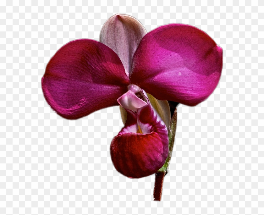 Flower1 - Orquideas Silvestres Png, Transparent Png - 592x622(#4267115) -  PngFind