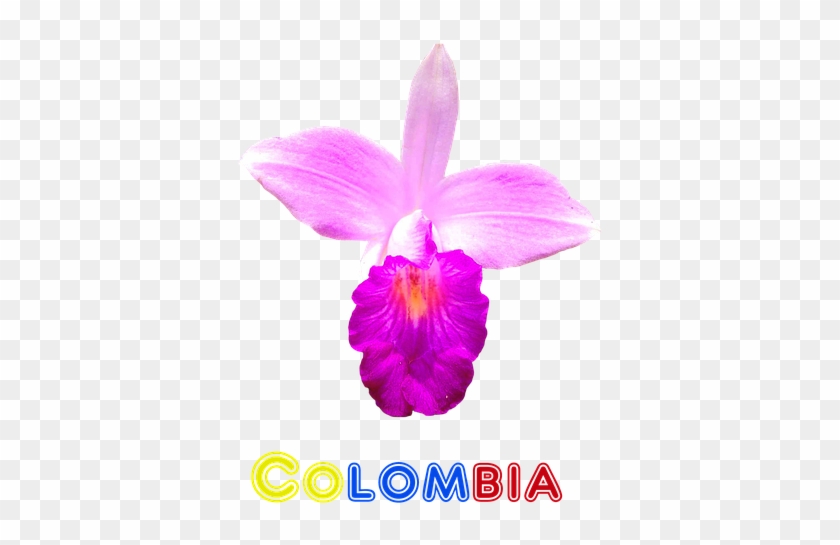 Colombia, Flor, Orquídea, Naturaleza, Exóticas - Orquidea Flor De Colombia,  HD Png Download - 540x720(#4267306) - PngFind