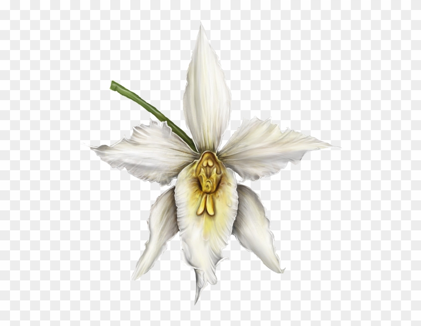 Orquídea - Cattleya, HD Png Download - 600x600(#4267461) - PngFind
