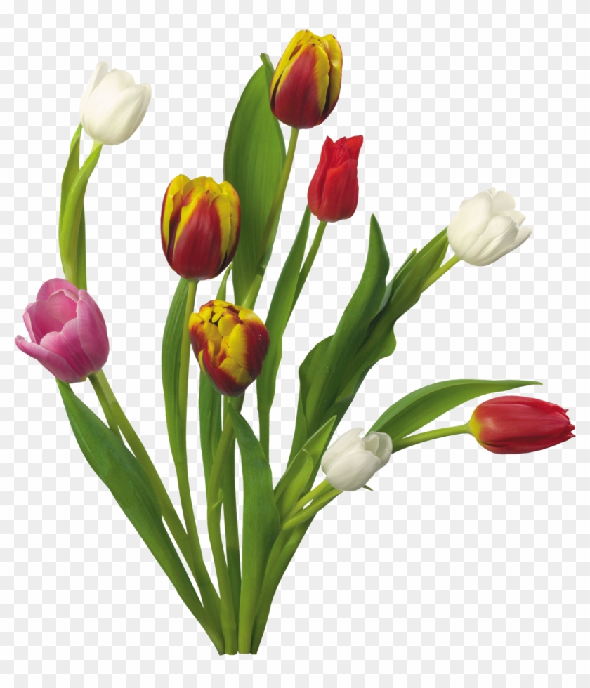 Png Image Information - Spring Flowers Transparent Background, Png Download  - 1389x1600(#430435) - PngFind