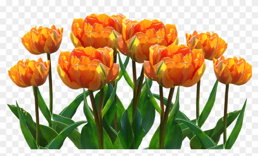 Spring Tulips Easter Nature Spring Flower Flowers Profilbilder Kostenlos Whatsapp Fruhling Hd Png Download 960x595 430491 Pngfind