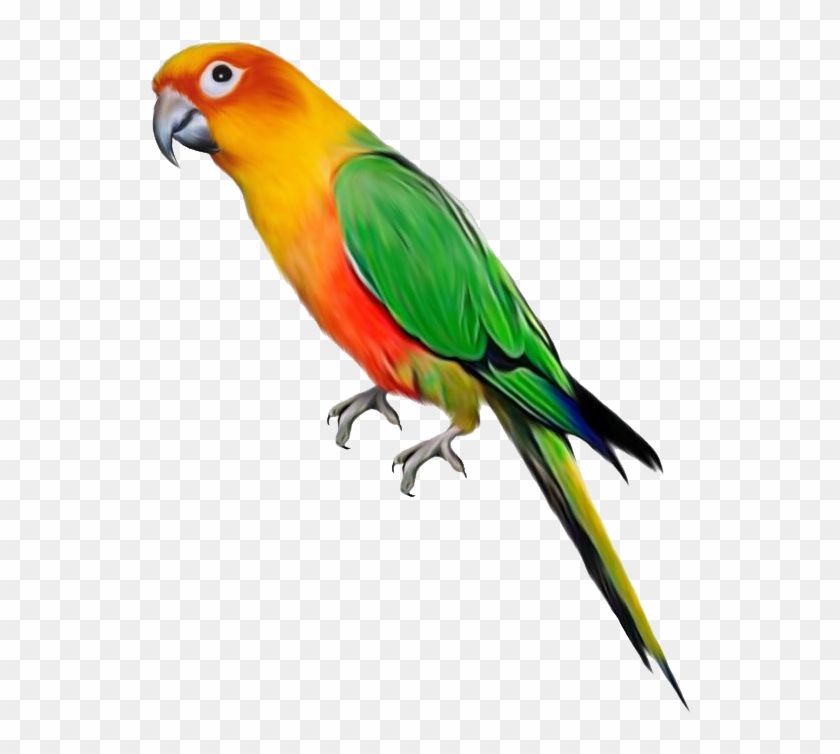 Parrot Png File - Parrot Png, Transparent Png - 564x700(#433570) - PngFind