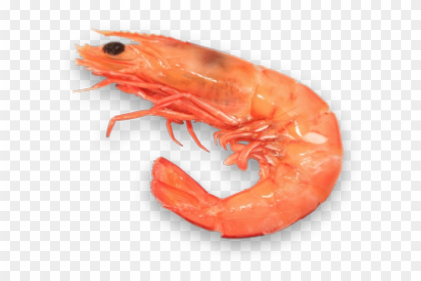 Shrimp Clipart Transparent Background - Shrimp Png, Png Download 