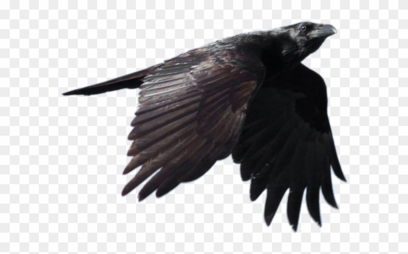 flying raven clipart free